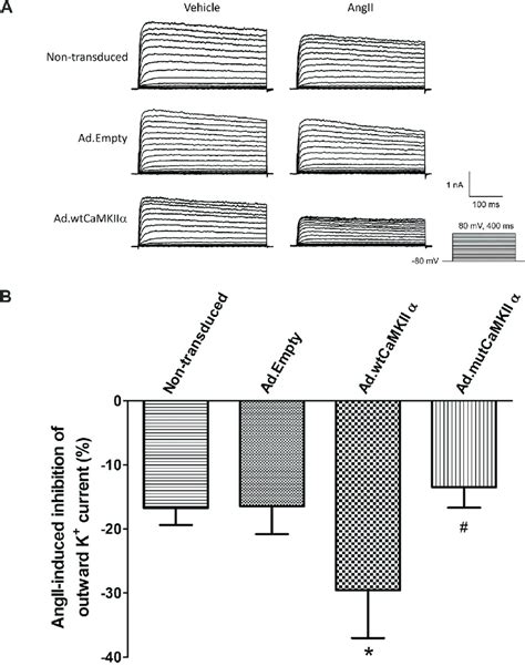 Wild type CaMKIIα overexpression but not mutant CaMKIIα potentiates