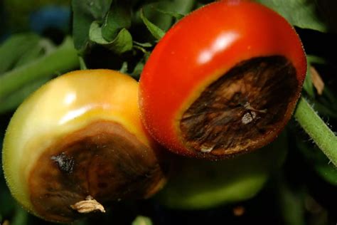 Marciume Apicale Pomodoro Causa E Rimedi Quandosipianta It