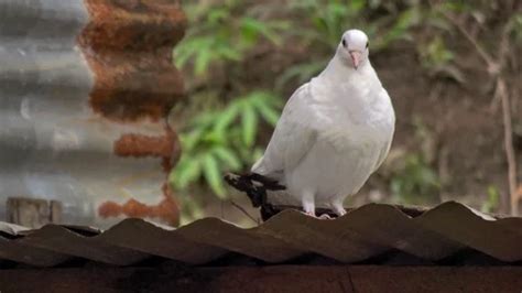 White dove/pigeon bobbing his head sitti... | Stock Video | Pond5