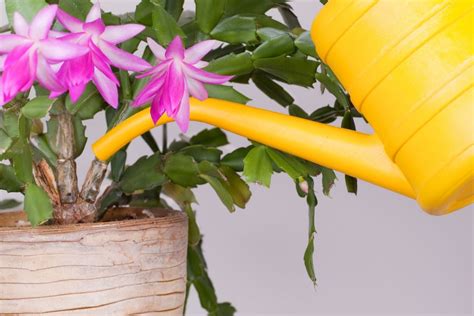 Why Is My Christmas Cactus Turning Yellow Causesfix