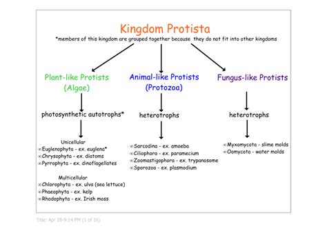 Kingdom Protista