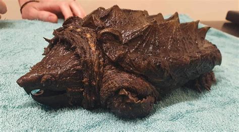 Invasive Alligator Snapping Turtle Found In Cumbria And Named Fluffy