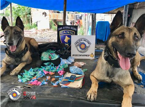 FORÇA TÁTICA E CANIL PRENDEM MAIS UM TRAFICANTE APOIO DE CÃES POLICIAIS