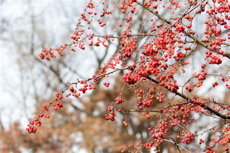 How To Prune A Crabapple Tree Minneopa Orchards