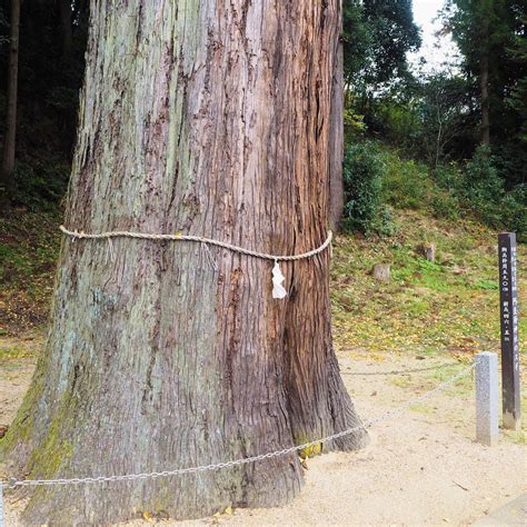 阿須良神社（天然記念物の大杉）芯止め 京都府福知山市大江町 施業事例集 伊東木材株式会社 林業・特殊伐採 福知山、丹波、丹後