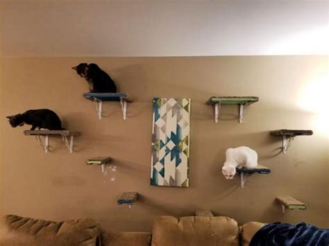 16 Creative Diy Cat Shelves And Cat Wall Ideas Blitsy