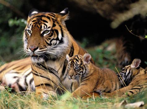 La D Forestation Pourrait Conduire Les Tigres De Sumatra L Extinction