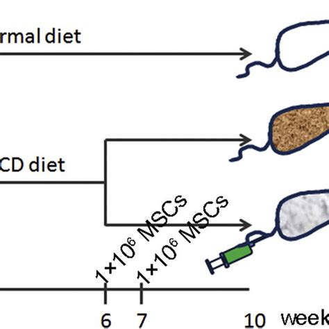 Diagram Of The Experimental Protocol The Mice Were Randomly Divided