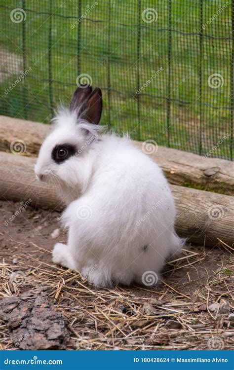 Black And White Spotted Baby Bunny