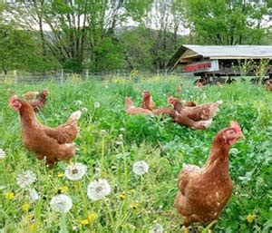 Free Range Chickens Featured Rachel Carson Council