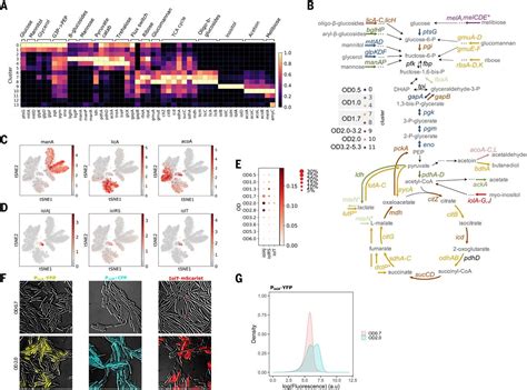 Microbial Single Cell Rna Sequencing By Split Pool Barcoding Science