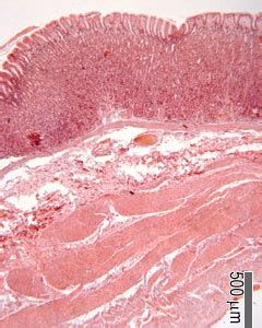 Fundus Histology