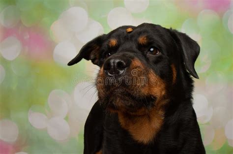 Black and Brown Rottweiler Puppy Dog Catching a Treat Funny with Mouth ...