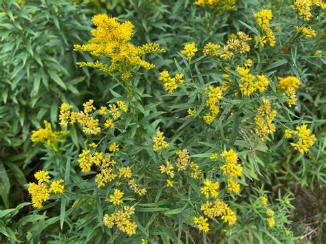 Euthamia Graminifolia Asteraceae Image At Phytoimages Siu Edu