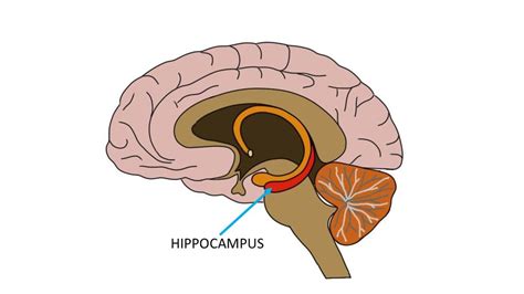 Know Your Brain — Neuroscientifically Challenged