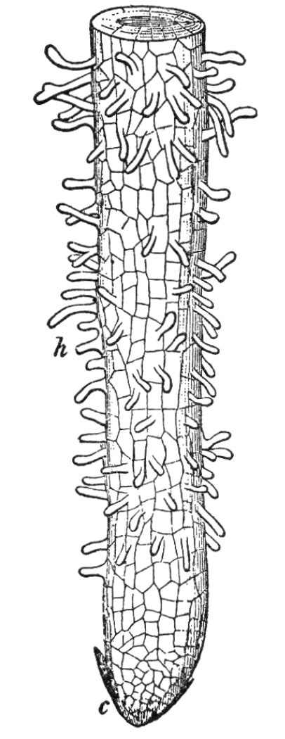Root Hairs - The Daily Garden