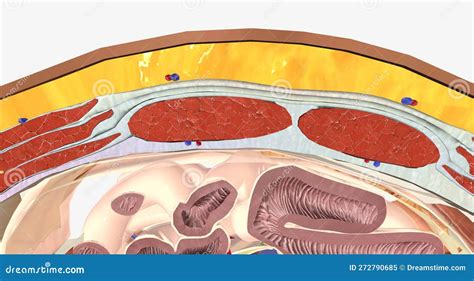 Abdominal Wall Cross Section Anatomy Abdominal Wall Layers Cartoon