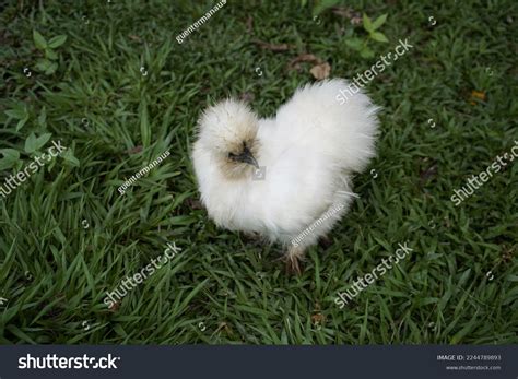 Silkie Known Silky Chinese Silk Chicken Stock Photo 2244789893