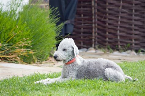 Curly Haired Dogs