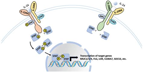 Ijms Free Full Text Interleukin 24 Immunobiology And Its Roles In