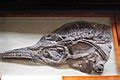 Category:Ichthyosaurus fossils - Wikimedia Commons