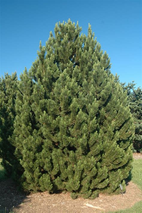 Pinus Heldreichii Var Leucodermis Bosnian Pine From Garden Center