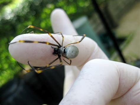 Spiders Of Sydney Spiders Of Sydney Australia