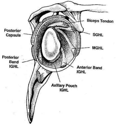 Glenohumeral Joint