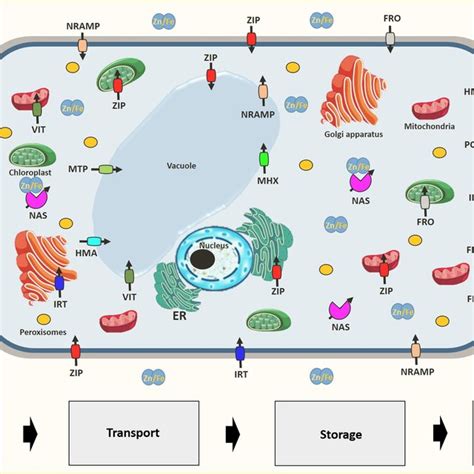 PDF The Role Of Membrane Transporters In The Biofortification Of Zinc