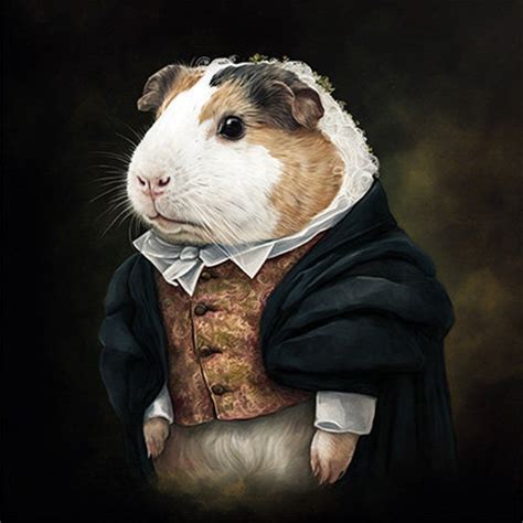 Guinea Pig With Tuxedo