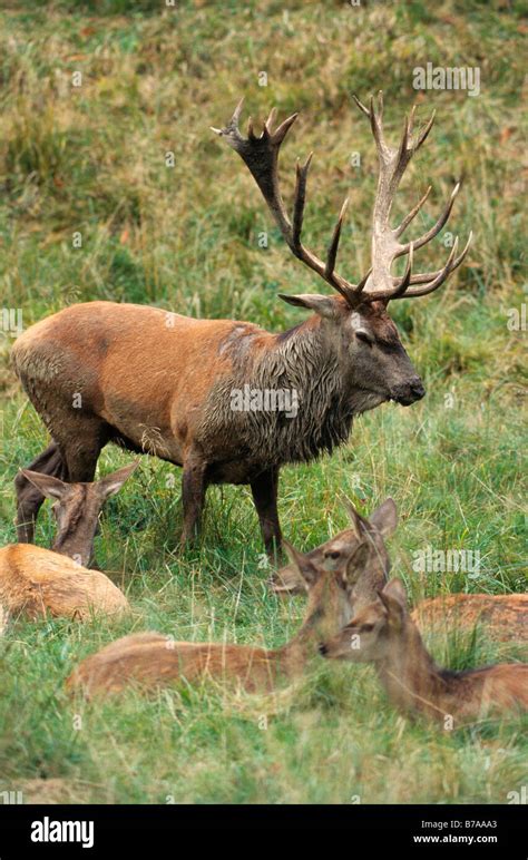 Red Deer Cervus Elaphus During Rutting Stock Photo Alamy