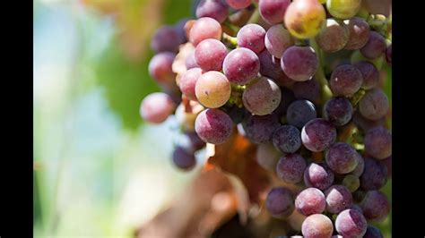 Cantine Aru L Attesa E La Speranza Per La Nuova Vendemmia Youtube