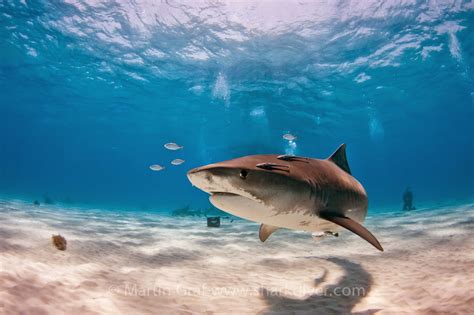 Deadly Tiger Shark Stalks Stranded Diver Sharkdiver