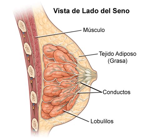 Producción de leche materna vs tamaño de los pechos ProlactarRD