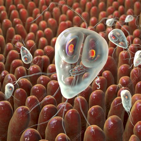 Giardia Lamblia Parasites In Human Intestine Illustration Stock