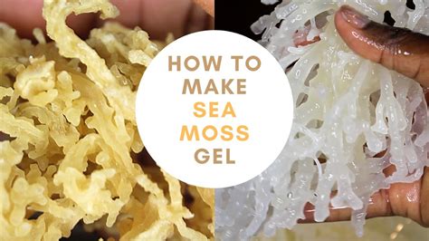 How To Make Sea Moss Gel Smoothie Recipe Youtube