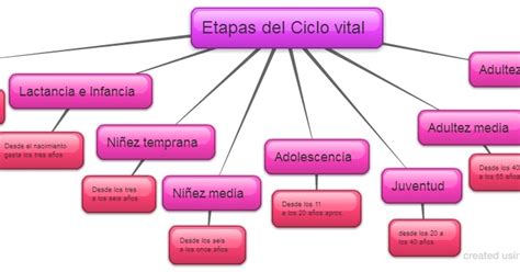 Ciclo Vital Etapas Del Ciclo Vital