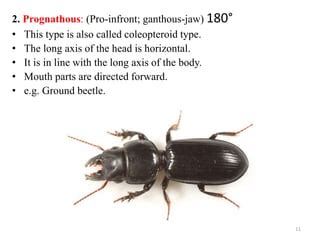 Types of insect heads and antennae | PPT