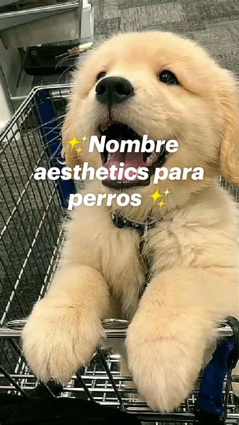 Nombre Aesthetics Para Perros Nombres Bonitos Para Perros Perros