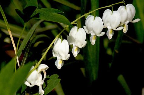 White Bleeding Heart Flowers Lamprocapnos Spectabilis Lamprocapnos