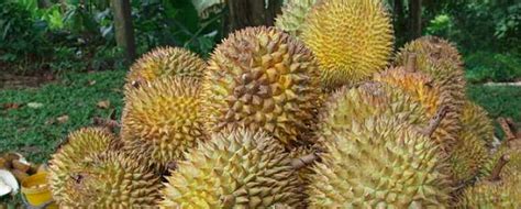 All about "Durian" - ABC of Agri