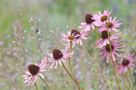 Drooping Coneflower Pale Purple Coneflower Plant Care And Growing Guide