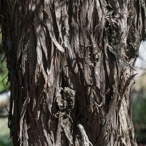 Juniperus phoenicea Va de Árboles