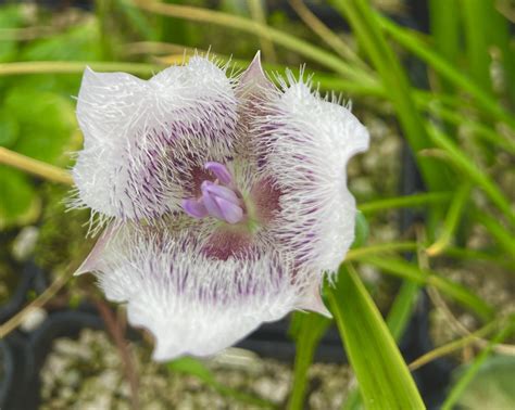 Calochortus season — Illahe Rare Plants