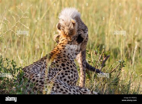 Playful Cheetah cub playing with his mother Stock Photo - Alamy