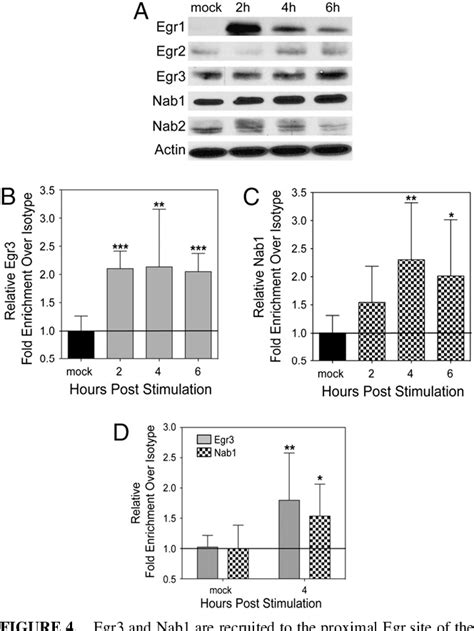 Figure 1 From Type I Ifns Downregulate Myeloid Cell Ifn γ Receptor By