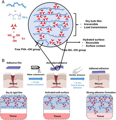 Adhesion Of Water Diagram