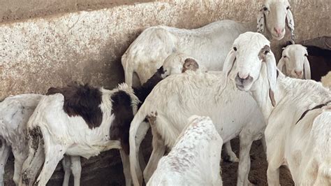 Élevage de mouton Un secteur très rentable au Mali Reportage YouTube