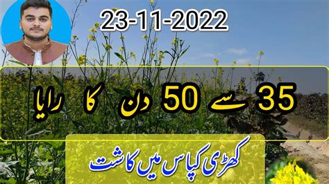 2 Raya Canola Mustard Cultivated In Cotton Crop 2022 Khri Kapas