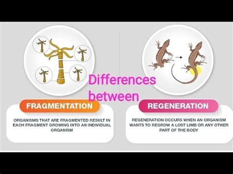 Differences Between Fragmentation And Regeneration Youtube